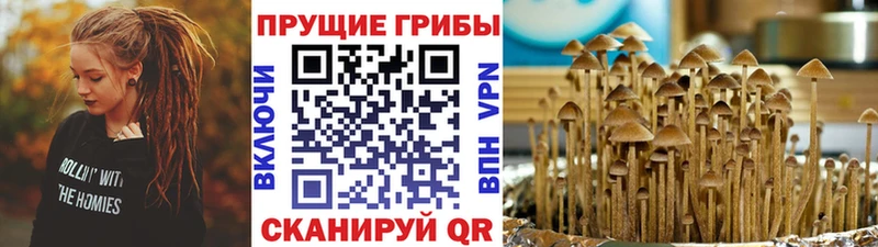 закладки  Ноябрьск  Псилоцибиновые грибы Psilocybine cubensis 