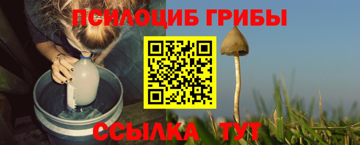 продажа наркотиков  Вход с VPN  Псилоцибиновые грибы Psilocybine cubensis  Ноябрьск  Галлюциногенные грибы GOLDEN TEACHER 